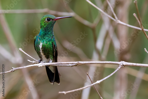 Chionomesa fimbriata on branch