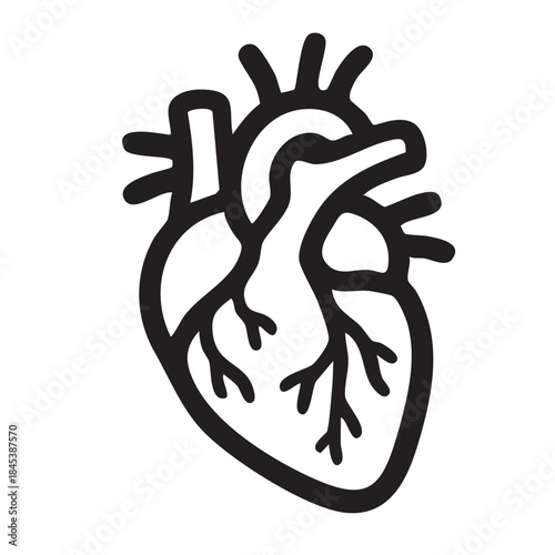 Human Heart Anatomy Medical Illustration Showing Cardiovascular Organ Diagram Circulatory System Anatomical Structure Cardiac Health Education Biological Organ Physiology Medical Knowledge