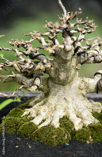 Bonsai tree in details and close up