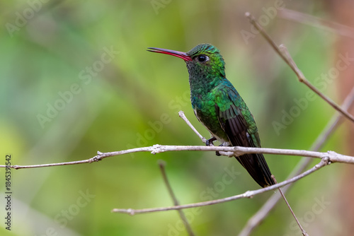 hummingbird in flight