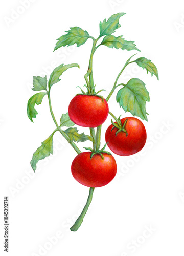 Cherry tomatoes on the vine
