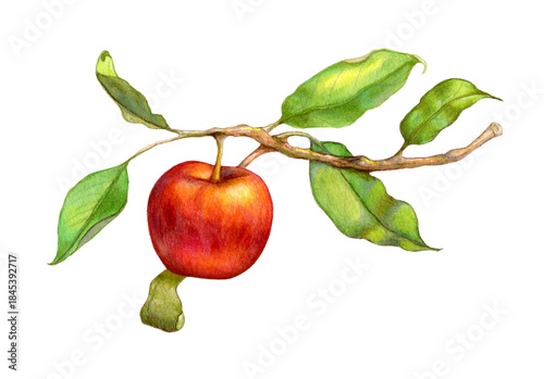 Colorful apple on a branch