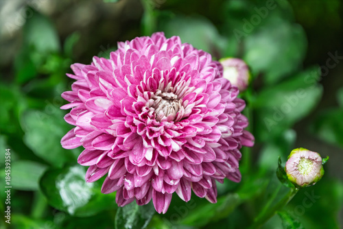 Foto 雨の雫をまとった美しいピンク色のダリアの花