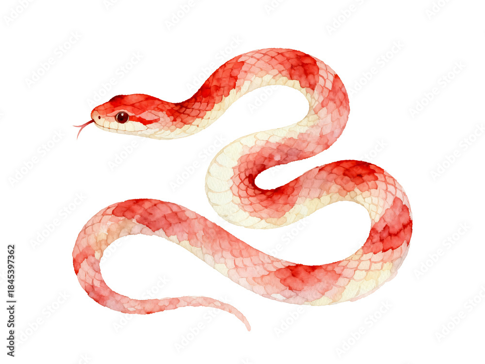 Obraz premium Crimson Serpent: A graceful and vibrant serpent with a striking crimson pattern glides, showcasing the beauty of the natural world and wildlife.