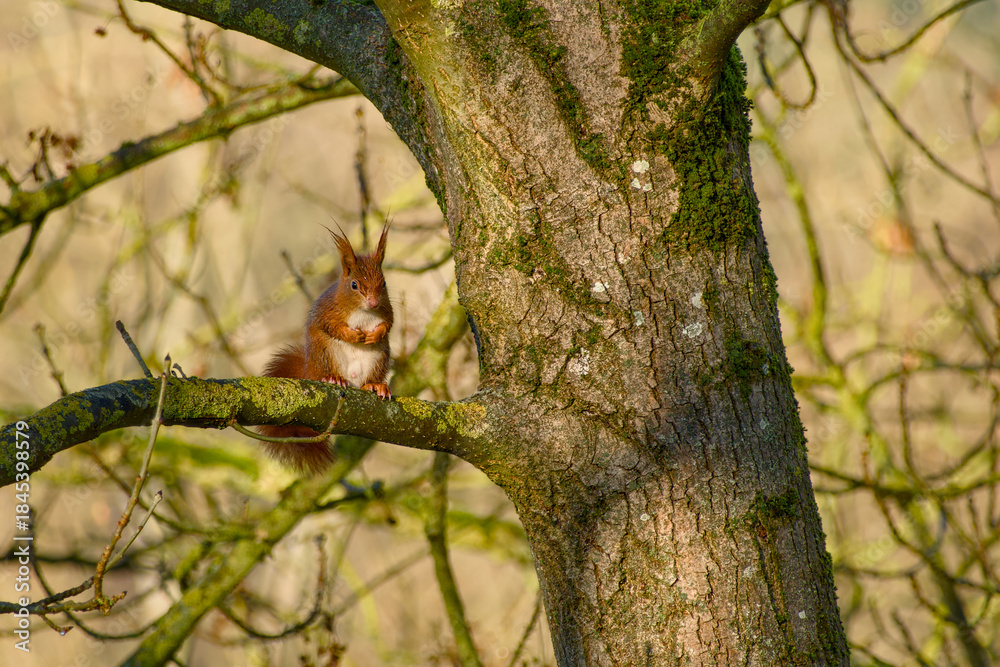 Obraz premium Red squirrel sitting on tree branch with soft natural background