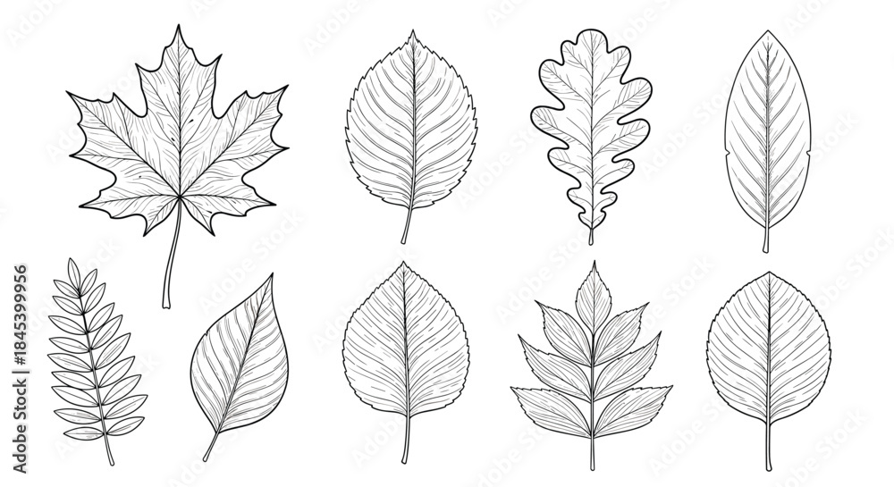 Fototapeta premium Collection of diverse leaf shapes arranged in two rows displaying maple beech elm oak fern and compound leaves for botanical study and morphology reference.