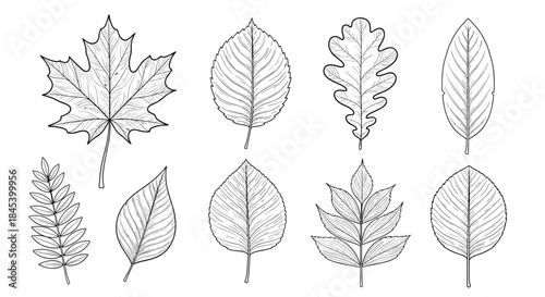 Collection of diverse leaf shapes arranged in two rows displaying maple beech elm oak fern and compound leaves for botanical study and morphology reference.