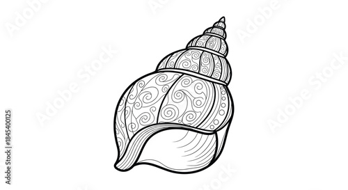 Intricately detailed spiral seashell illustration with ornate swirls and layered chambers showcasing natural curves and delicate linework.