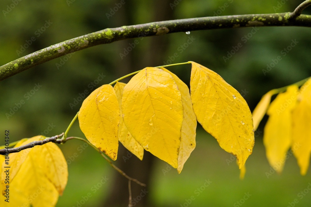 Obraz premium Plant list 2025 - Cladrastis lutea