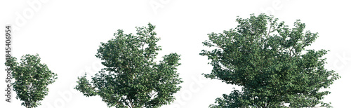Tableau sur toile Set of Viburnum dilatatum (commonly known as linden arrowwood or linden viburnum