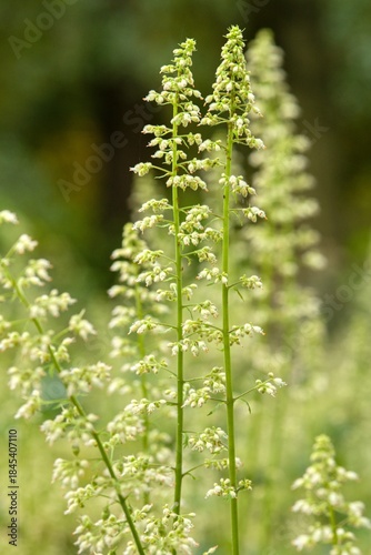 Plant list 2025 - Heuchera villosa (var. macrorrhiza)