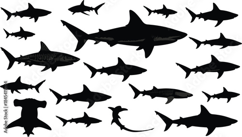 Shark Silhouettes Vector Collection with Skeletal Details, Diverse Ocean Predator Species, Hammerhead, Great White, and Tiger Sharks, Marine Life Black Graphics for Nautical and Educational Projects.