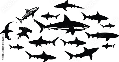 Shark Silhouettes Vector Collection, Diverse Ocean Predator Species, Great White, Hammerhead, and Tiger Sharks, Marine Life Black Graphics for Underwater or Nautical Design Projects.