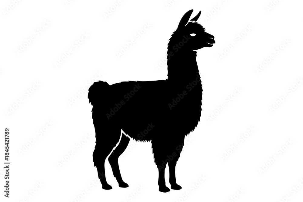 Fototapeta premium Black silhouette vector of a llama or alpaca standing in profile with fluffy wool texture, long neck and small ears, cute animal icon on white background