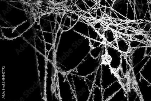 spider web on a dark background