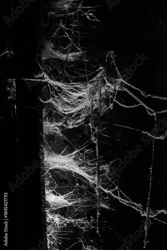 spider web on a dark background