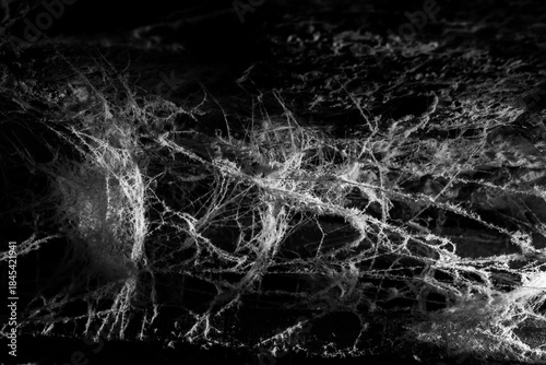 spider web on a dark background