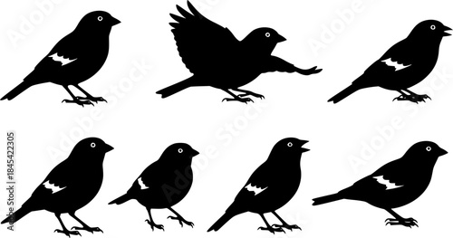 Canary bird silhouette, Bird silhouettes, Canary, Canary vector, Canary 