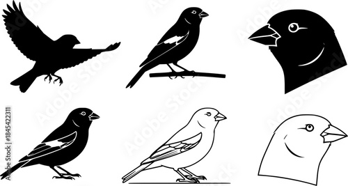 Canary bird silhouette, Bird silhouettes, Canary, Canary vector, Canary 