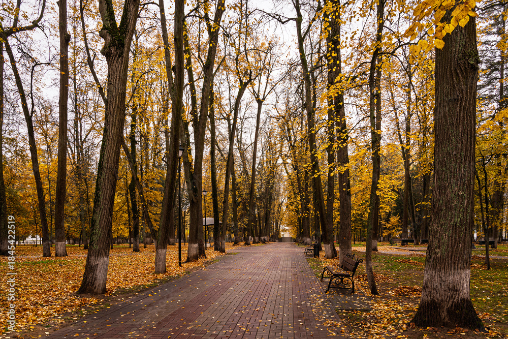 Obraz premium Park alley with bright yellow foliage and paved path on cloudy day. Beautiful autumn landscape, embracing the concept of nature's transformation and a walk in the fresh air. Golden autumn.