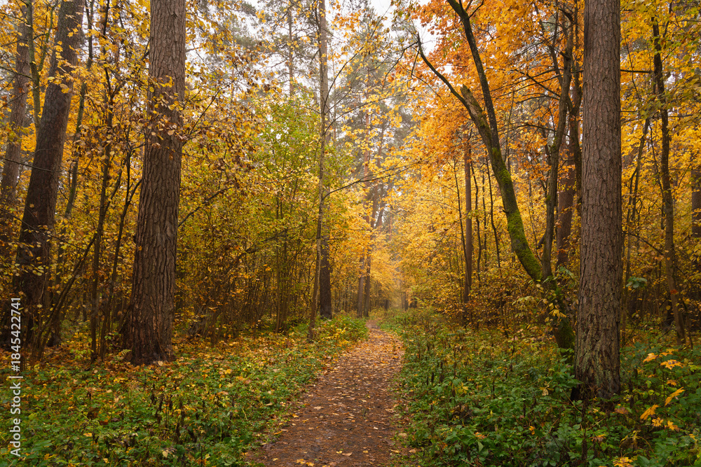Fototapeta premium Forest path in autumn through tall pines and maple trees with golden yellow foliage. Natural beauty and tranquility perfect for background image and travel concept. Golden autumn.