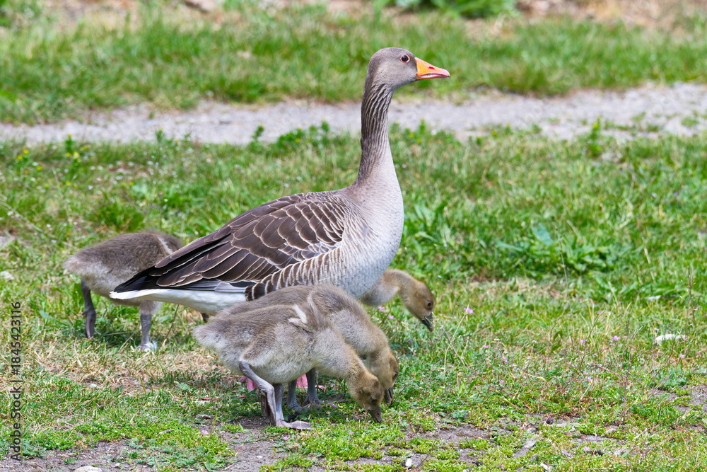 Fototapeta premium Junge Graugans Familie auf einer Wiese 
