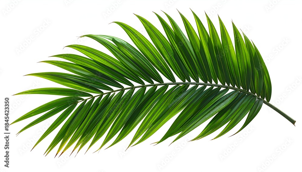 Obraz premium Isolated, bright green palm frond with many long leaflets, against a stark white background