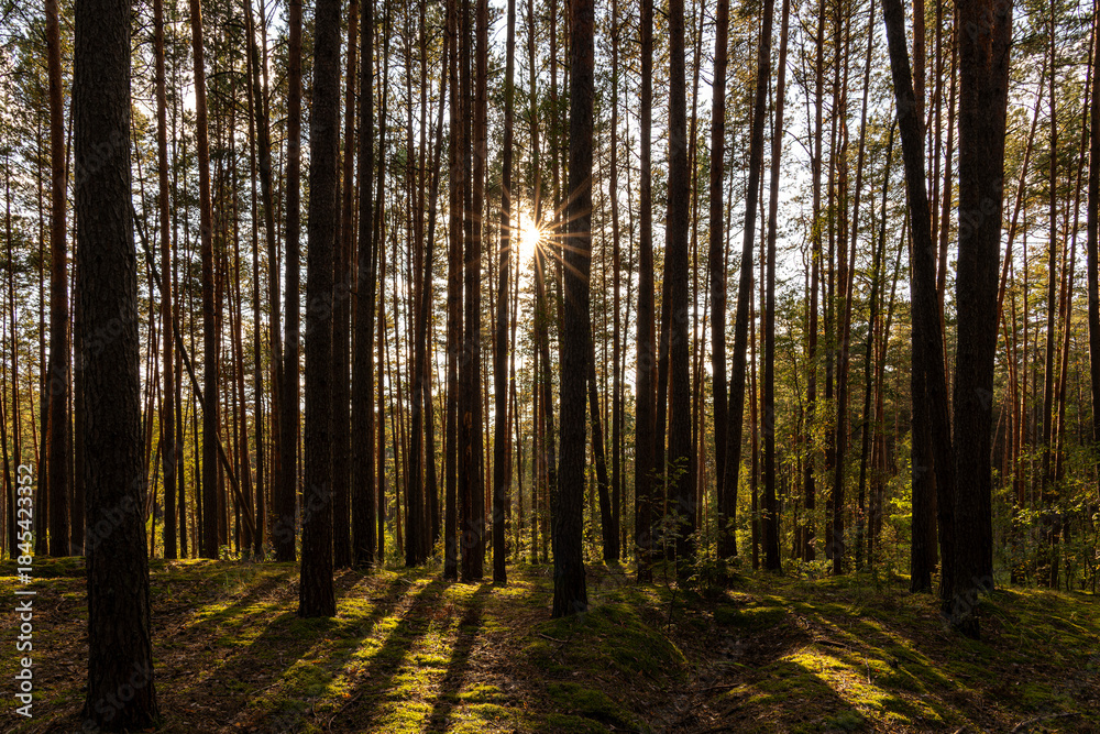 Obraz premium Sunrise or sunset in tall pine forest with long shadows on mossy ground. Nature landscape for tranquility and wilderness. Natural scenic view for wallpaper design.
