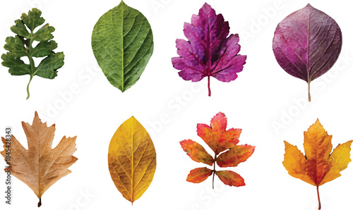 autumn leaves isolated on white