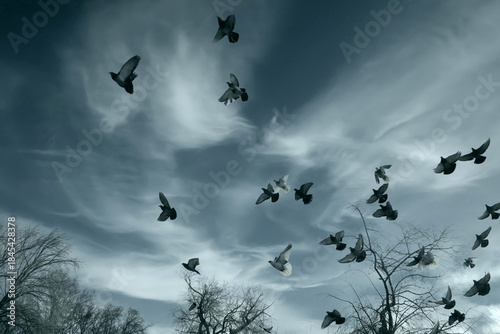 A flock of pigeons against a beautiful, washed-out, faded sky. Fantasy clouds and wild pigeons. Leafless trees. Winter landscape.