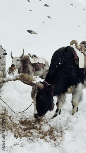 Woolen Yaks eating hay in a snowy mountain valley, Himalayas mountain range, snowfall, under the sky, UGC.