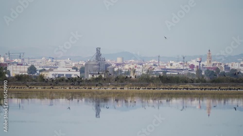 Flock of water birds flying over urban lagoon at dusk