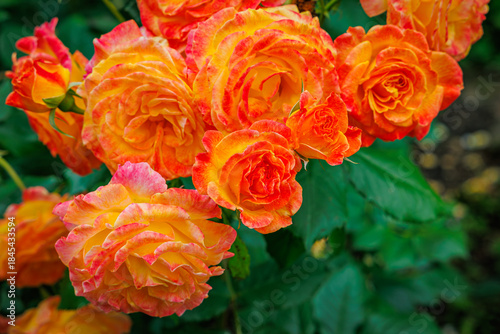 Vivid Orange Roses Bloom in a Garden Surrounded by Green Leaves During Bright Daylight