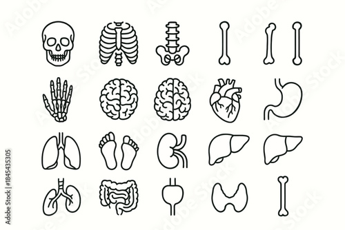 Human anatomy outline: skeleton, organs, and internal systems.