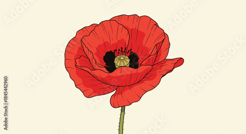 A vibrant illustration of a single red poppy with a striking black and yellow center and a green stem, set against a soft, light-colored background.
