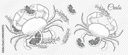 Two stylized crabs with citrus slices and rosemary sprigs. On a transparent background. Perfect for menus, seafood labels, and packaging.
