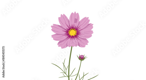 Pink cosmos flower with a bright yellow center and pink petals arranged around it supported by a slender green stem and a small bud against a white background.