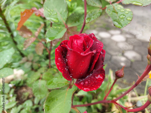 Water drops on red rose petals. Flower is blooming in garden.