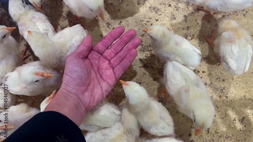 Hand holding and feeding baby chicken