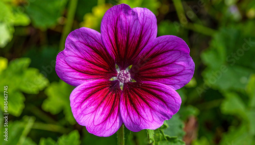 A single vibrant purple flower with dark red veins and green leaves bloom