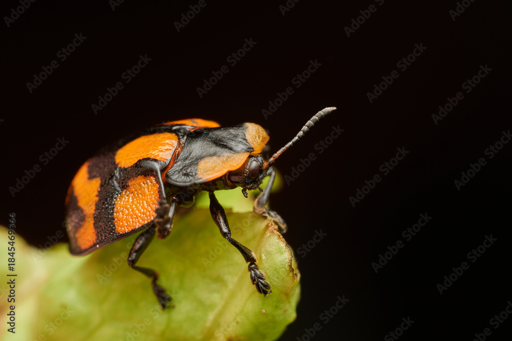Fototapeta premium Tortoise beetle macro resting on green leaf