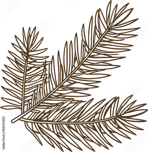 Brown hand drawn pine branches illustration, detailed evergreen conifer foliage botanical element