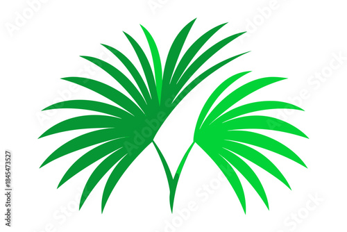 Vibrant green palm leaves on a plain white background illustration