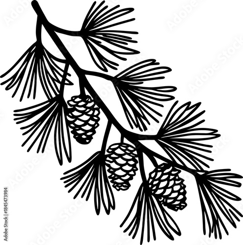 Pine branch with cones evergreen conifer twig line drawing, black and white botanical illustration