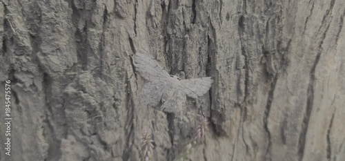 Peppered Moth Camouflaged on Tree Bark in Natural Habitat