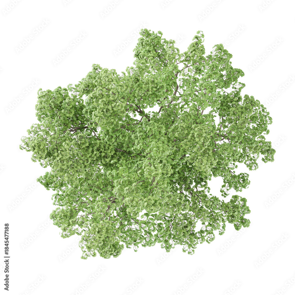 Obraz premium collection of Acer cappadocicum tree on transparent canvas from top view