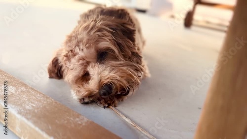 Playful Small Dog Chewing Stick Outdoors