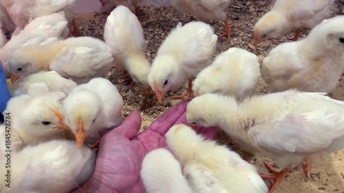 Hand holding and feeding baby chicken
