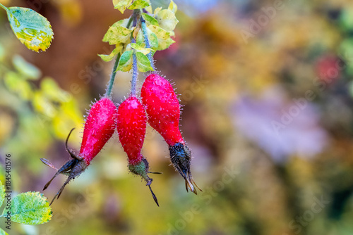 A view of rosehips in the rose garden in Sangerhausen