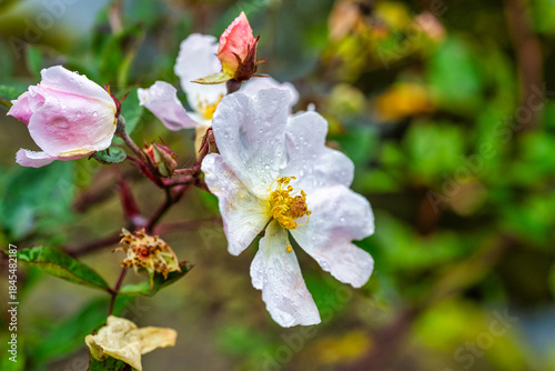 A view of a rose in the rose garden in Sangerhausen